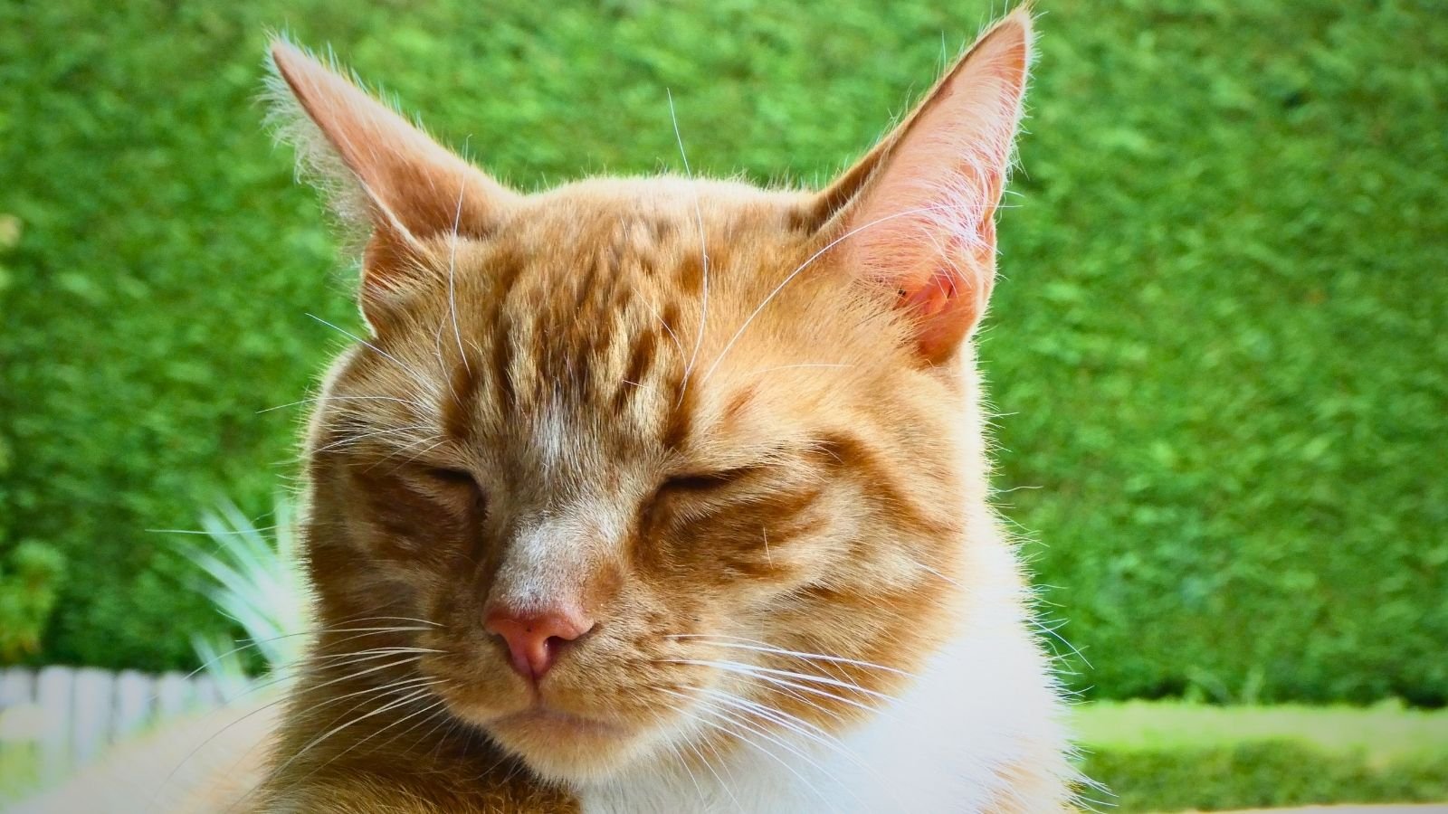The slow blink of a cat