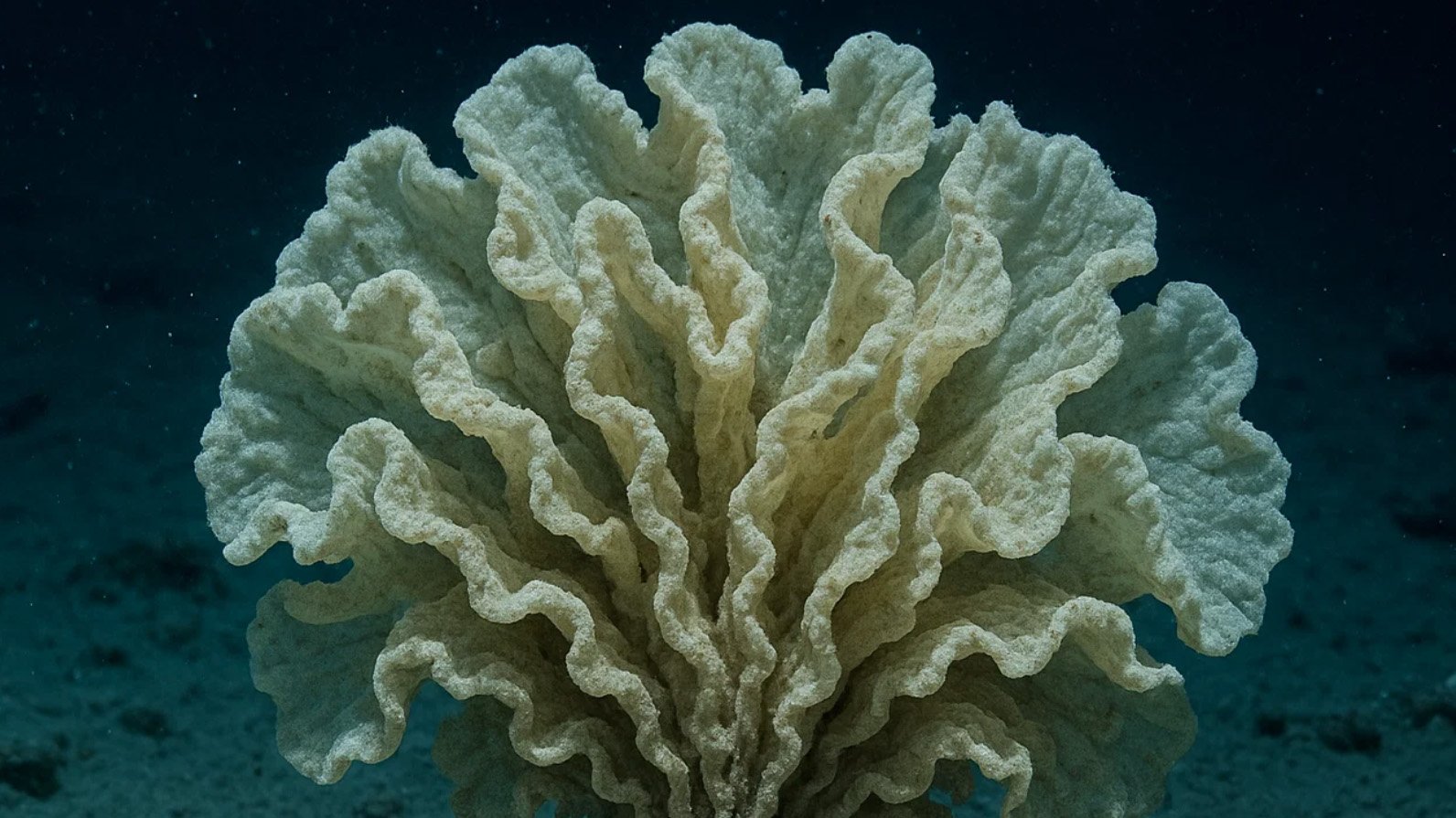 Xenophyophore - When One Cell Builds a City