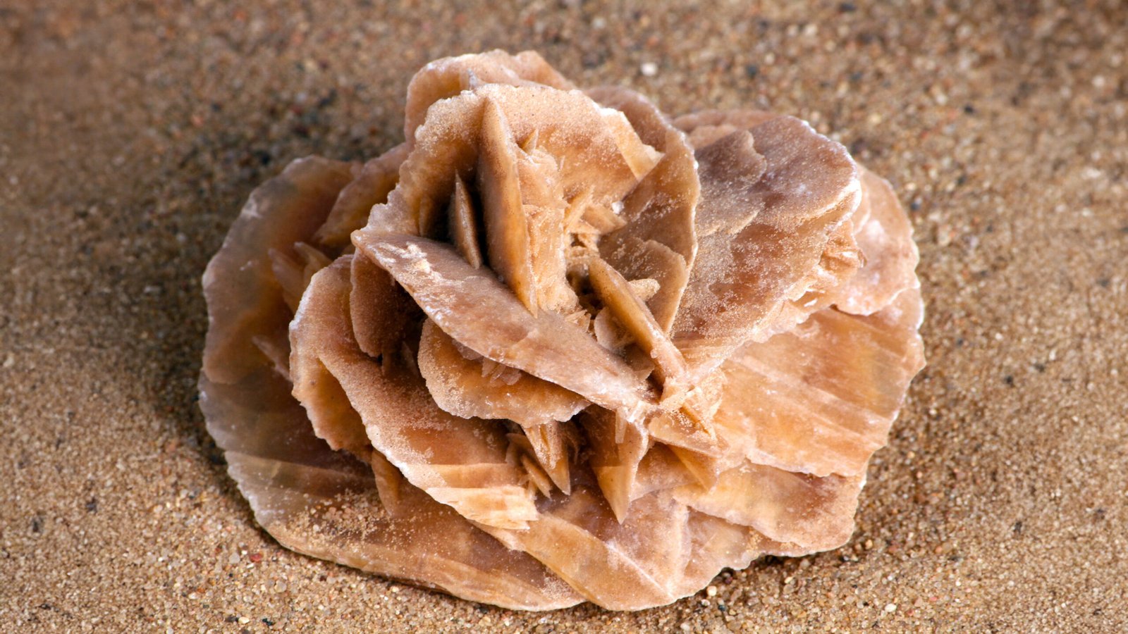Desert Roses: Eternal Flowers of the Emptiness of Sand