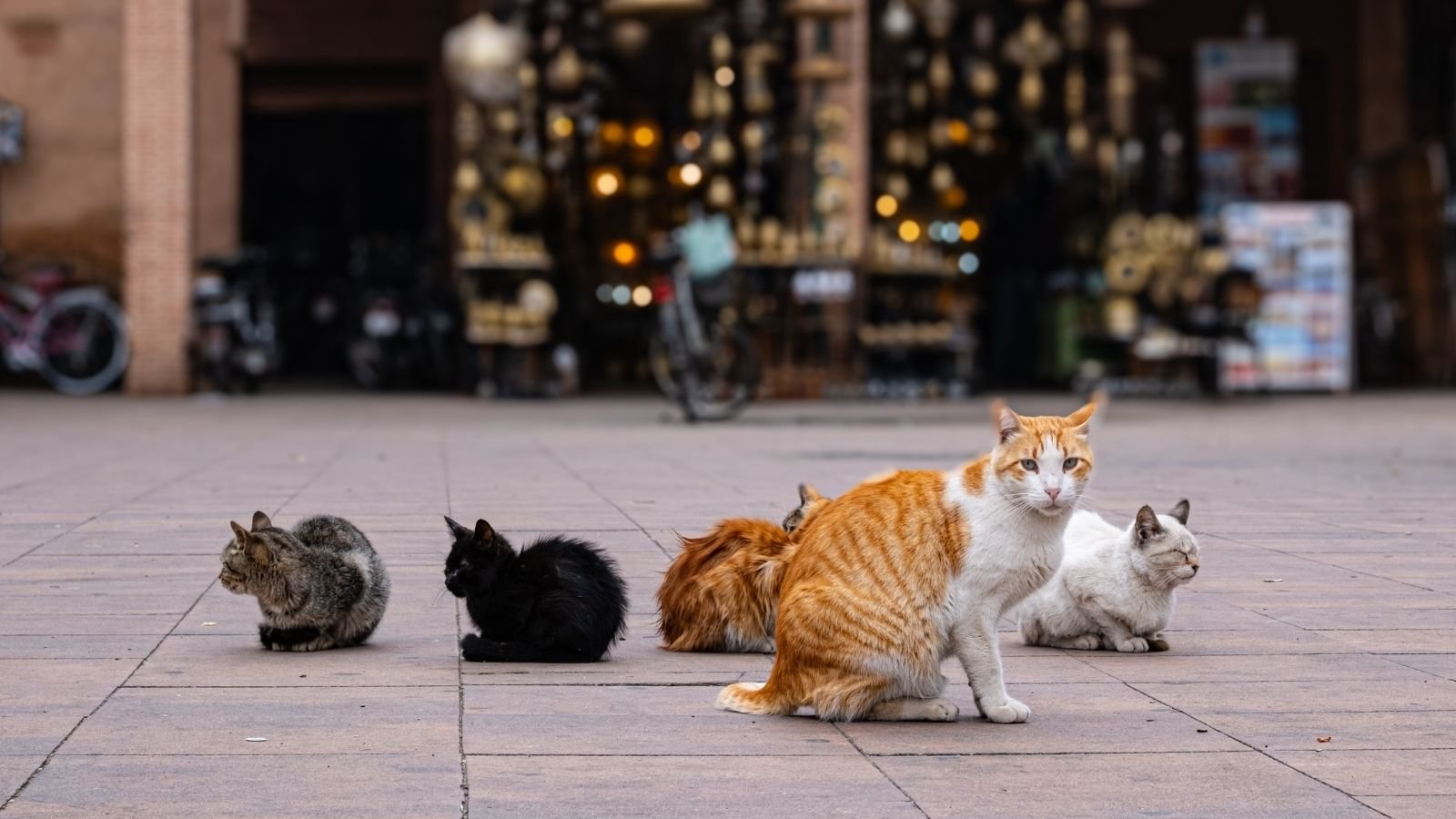 Why the Cats of Marrakech Reveal How the City Really Works