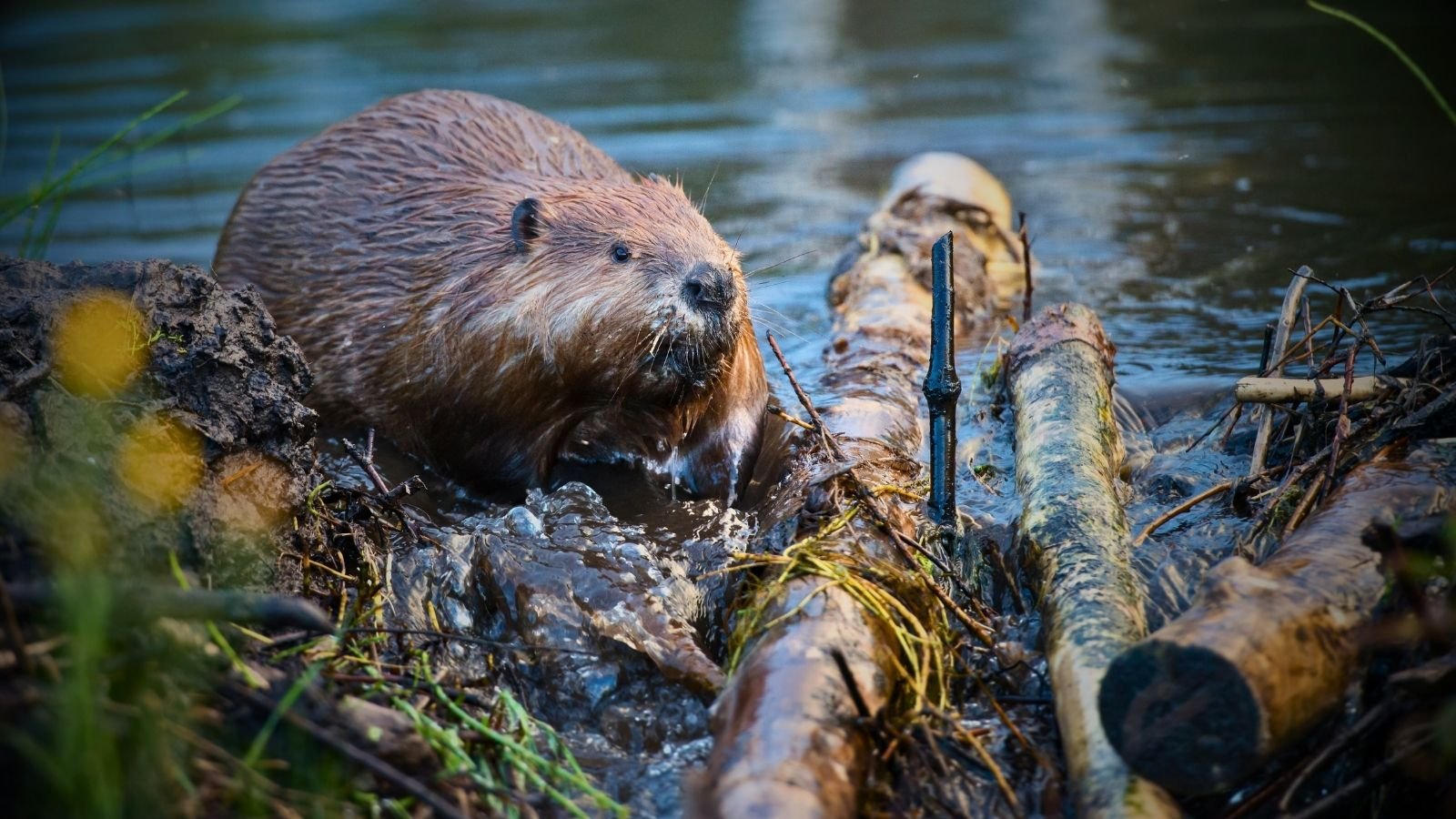 Rewilding Versus Rural Livelihoods