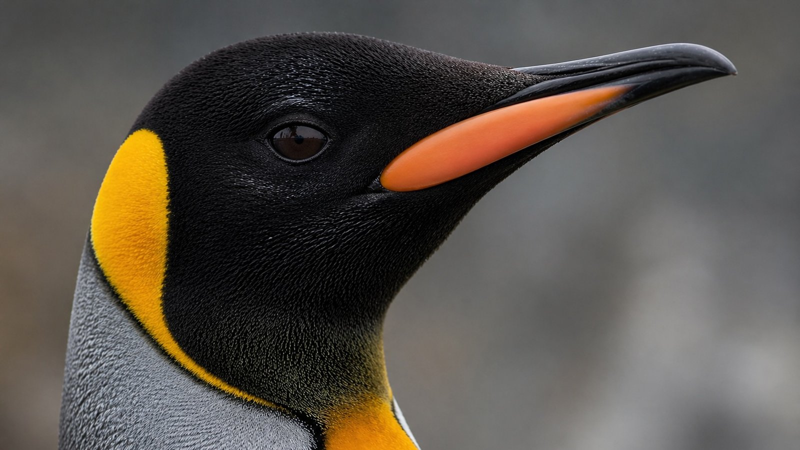 Why King Penguins Can’t Afford to Get It Wrong