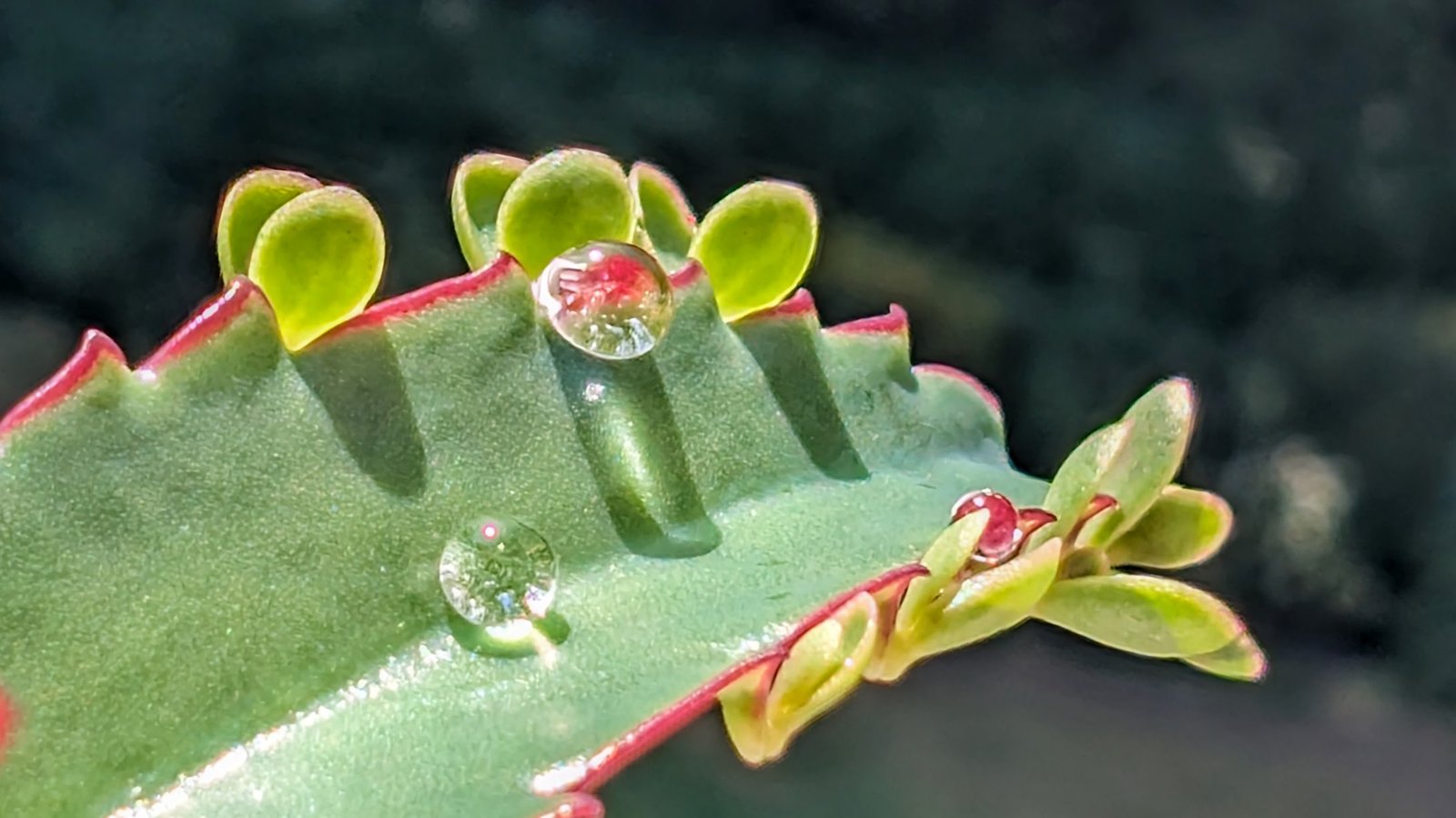 Kalanchoe: The Cheerful Succulent with a Slightly Sinister Side