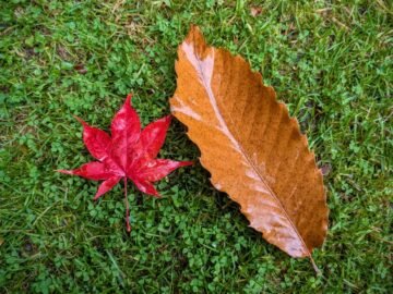 Why Autumn Leaves Turn Red, Yellow and Gold