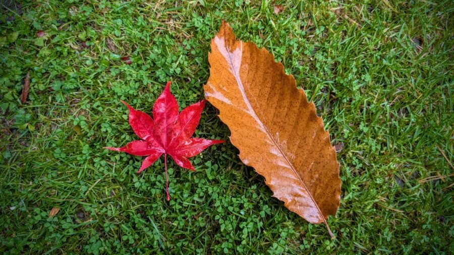 Why Autumn Leaves Turn Red, Yellow and Gold