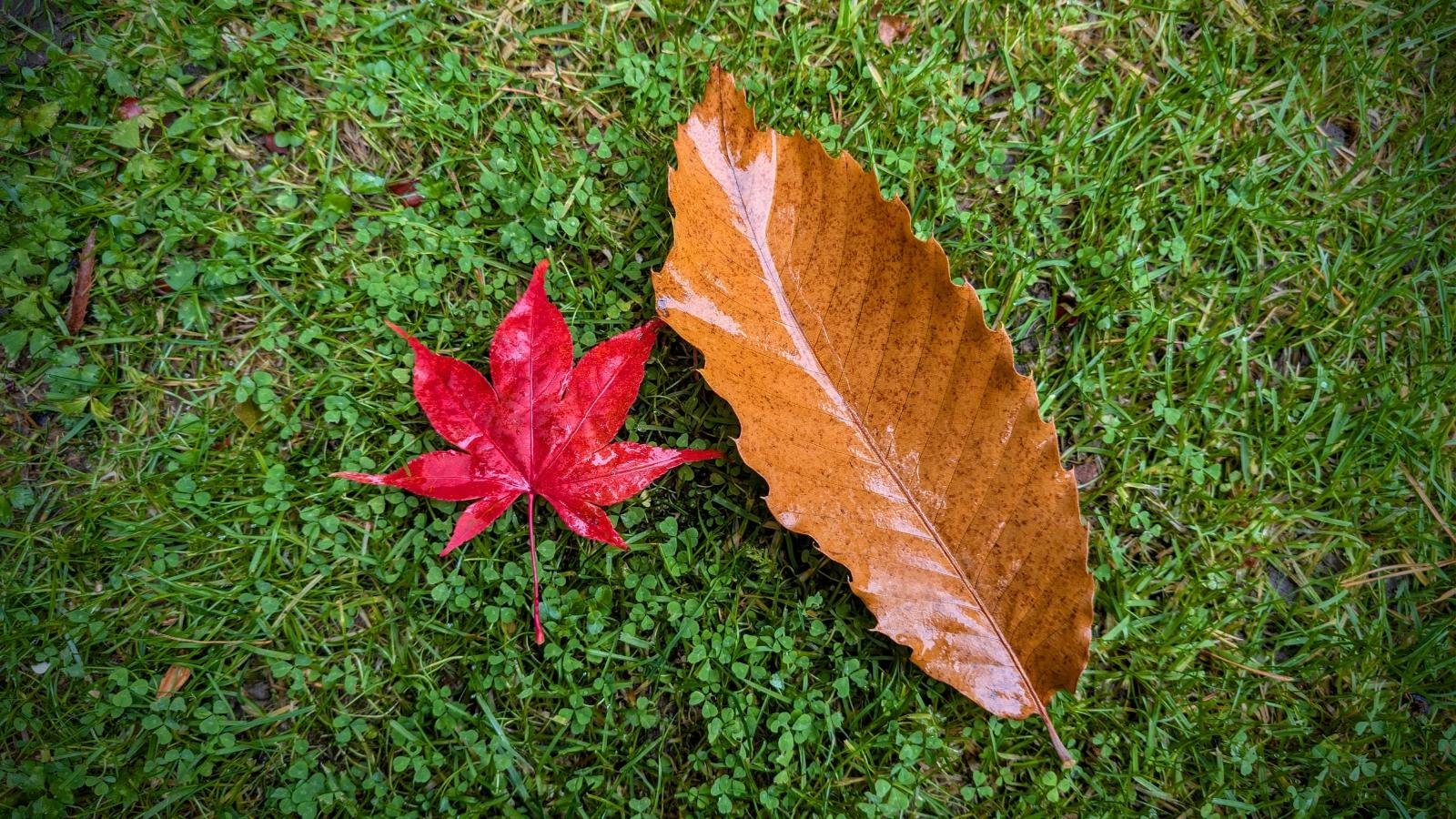 Why Autumn Leaves Turn Red, Yellow and Gold