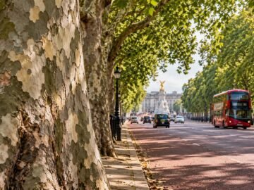 London Plane Trees: How the Spotted Foreigners Conquered the Capital