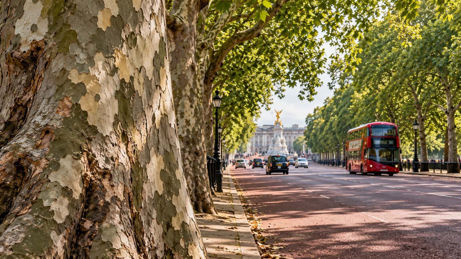 London Plane Trees: How the Spotted Foreigners Conquered the Capital
